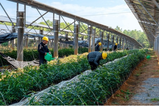 “农光互补”让村民笑容更甜了‌