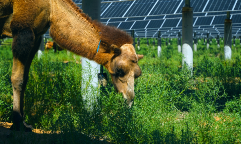 国家能源集团龙源电力：“沙戈荒”的绿色远征