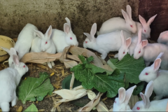 国家能源集团国神公司河曲电厂：“乡村合伙人”耕耘希望田野